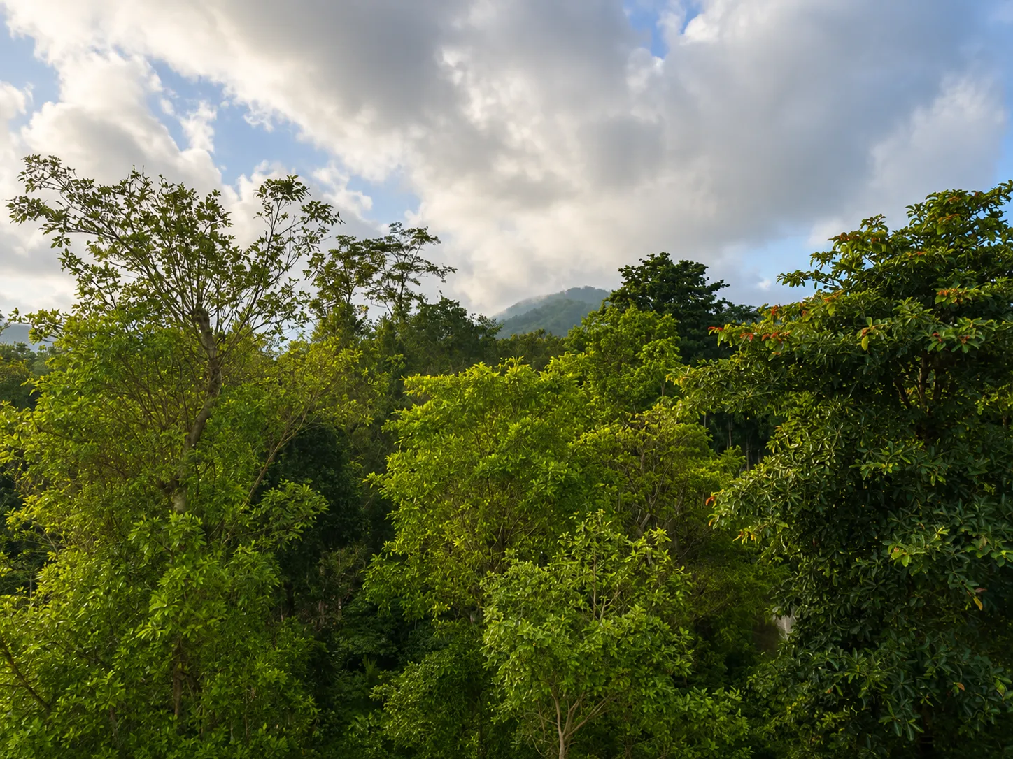 Plantation Walk