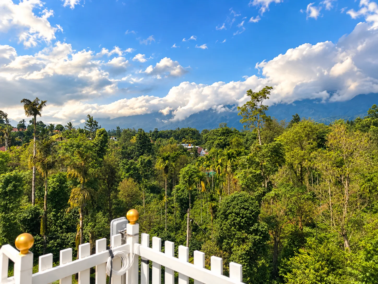 Coffee plantation
