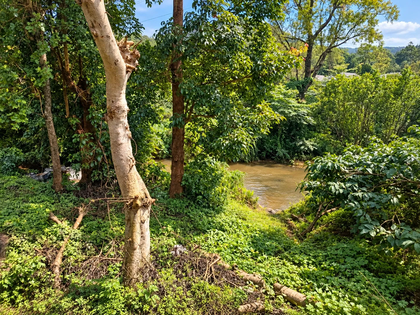 Stream and greenery
