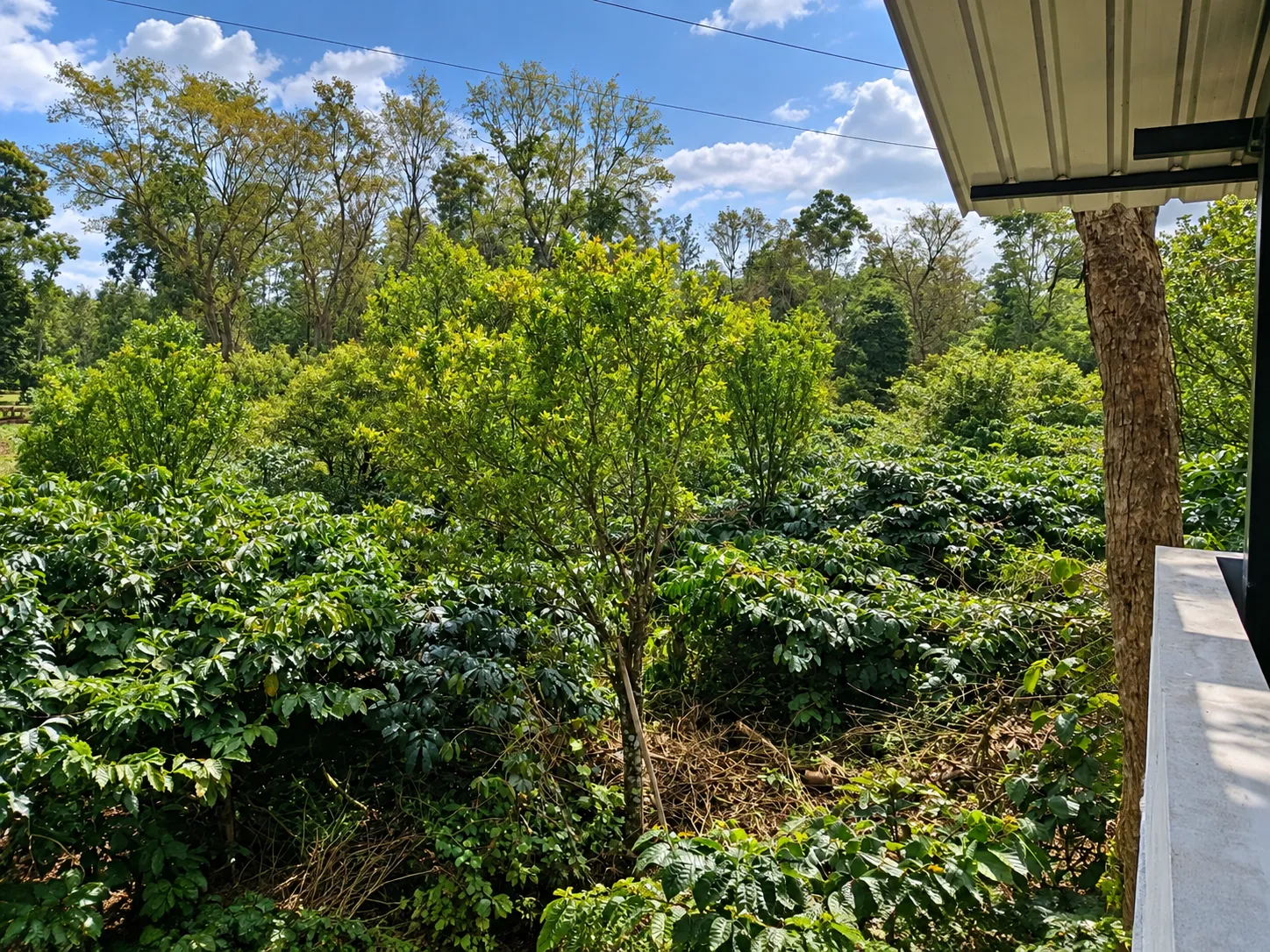 Coffee plantation