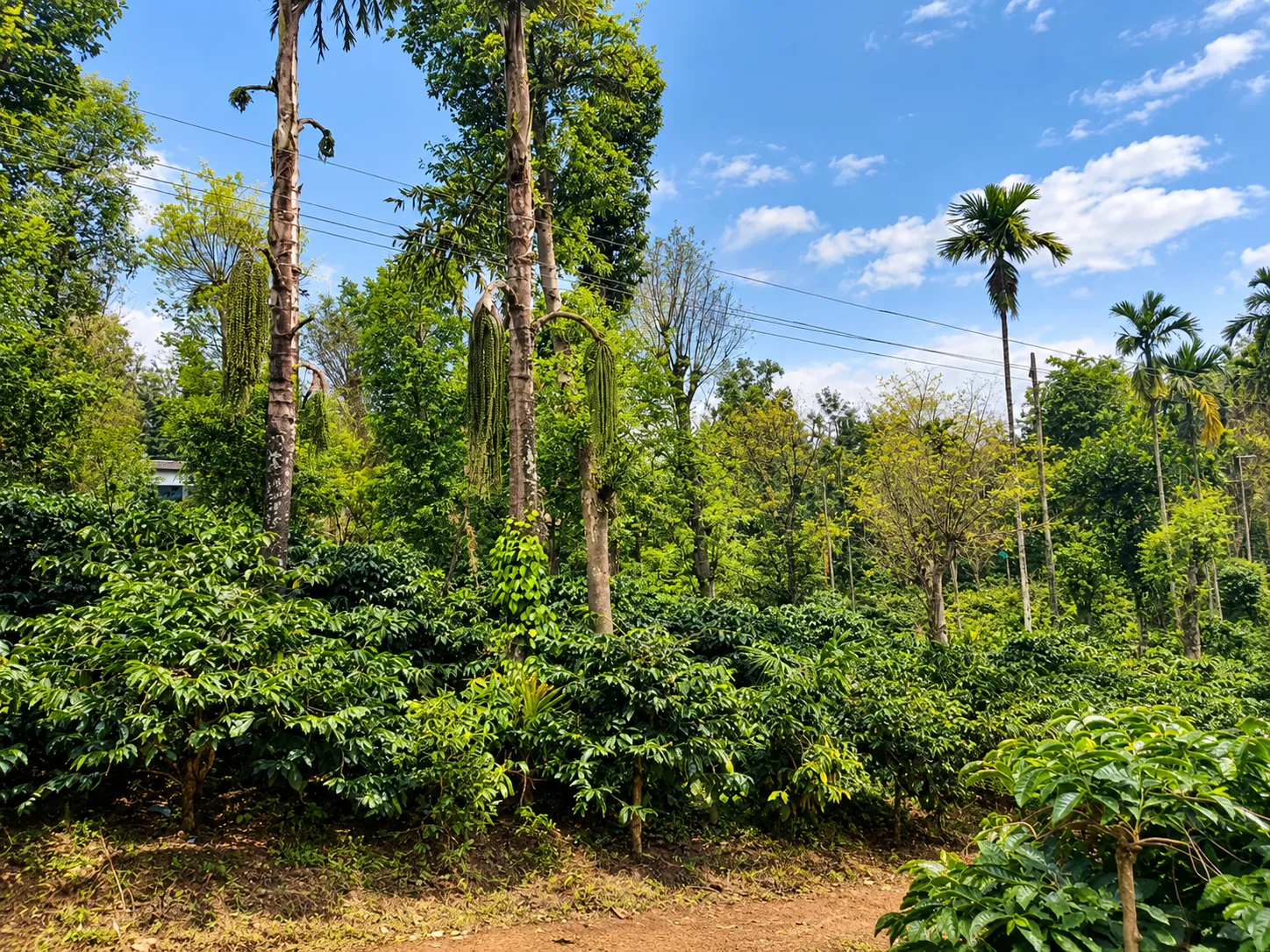 Coffee plantation